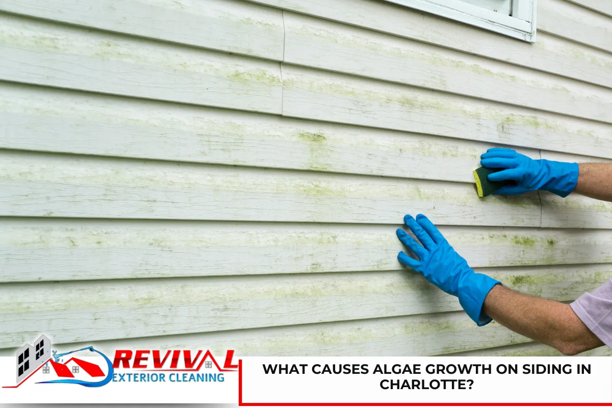 What Causes Algae Growth on Siding in Charlotte?