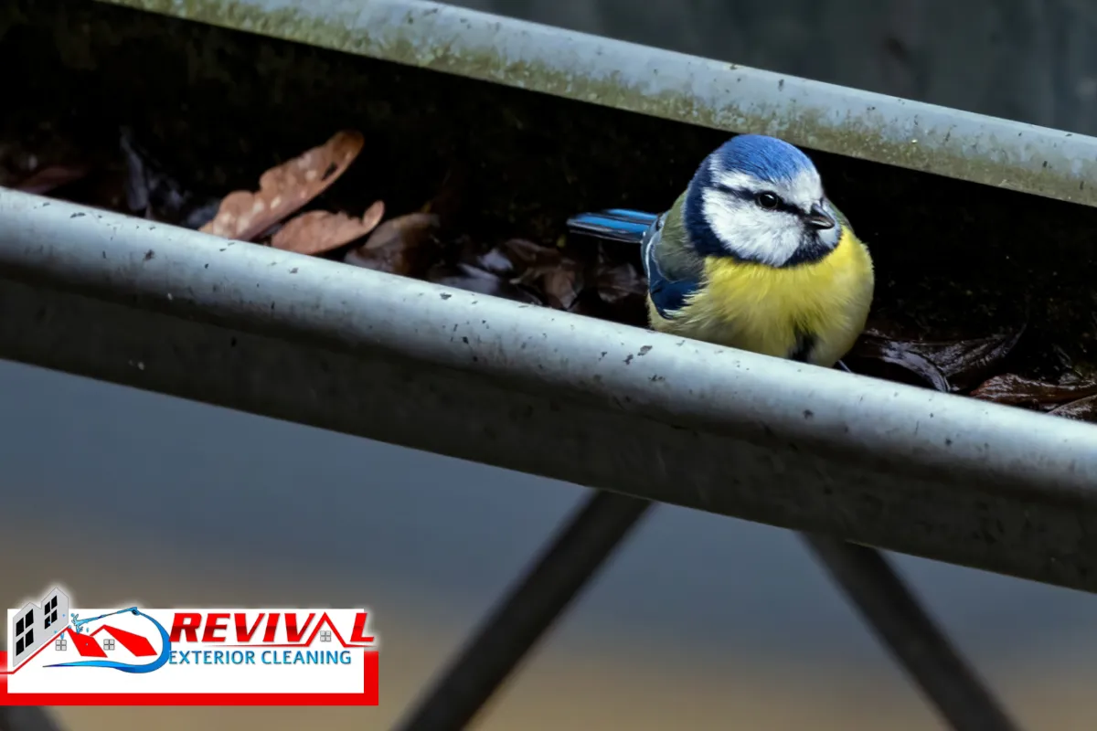 Common Pests Attracted by Clogged Gutters in Charlotte, NC